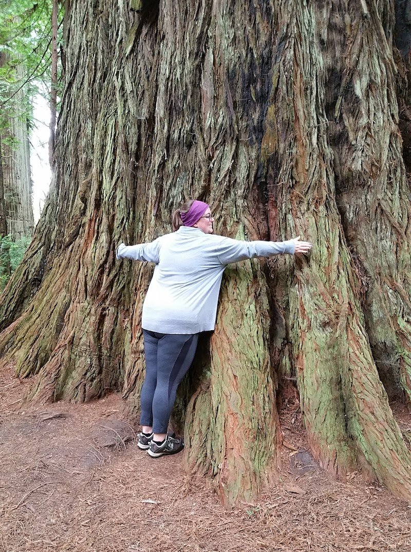 Humboldt Redwoods State Park