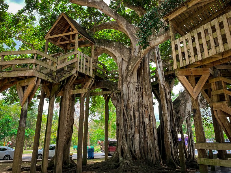 A huge, three-story treehouse wraps around a large Banyan tree at Colón Park.