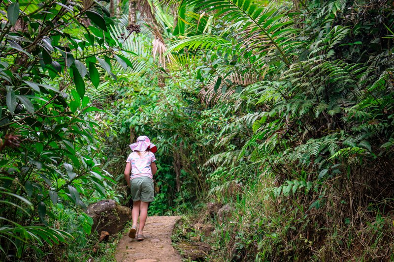 A young girl hikes along a small path flanked by lush greens in El Yunque National Forest in Puerto Rico.
