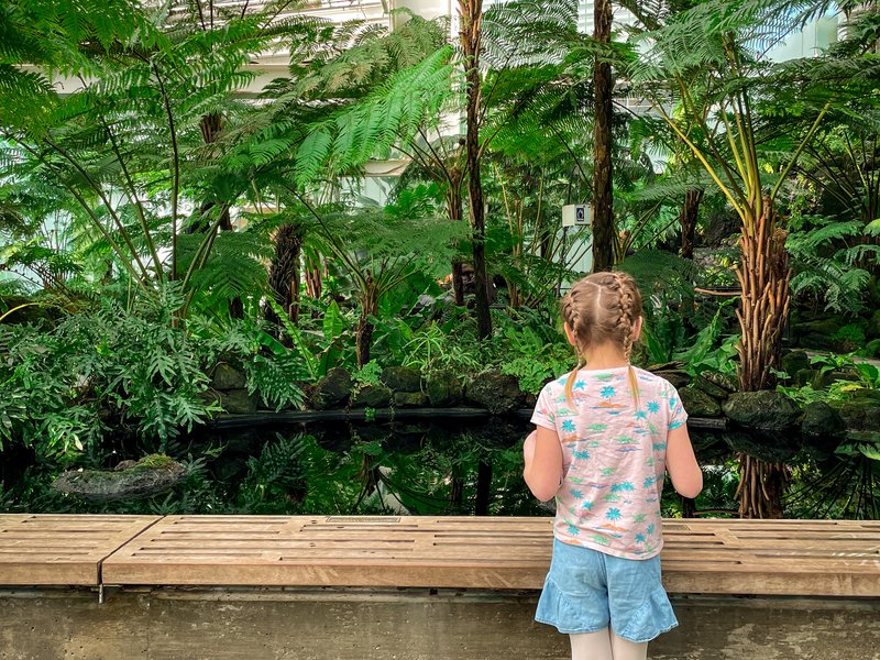 A young girl looks at a small indoor pond, surrounded by tropical foliage inside one of the gardens at Como Park and Conservatory.