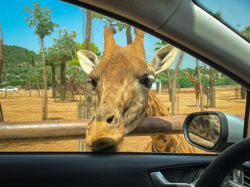 From the driver&#x27;s side window of a car, the head of a giraffe can be seen.