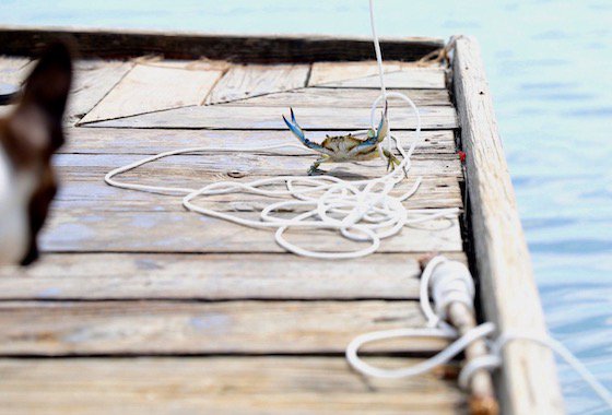 Assateague Crab on Dock.jpeg