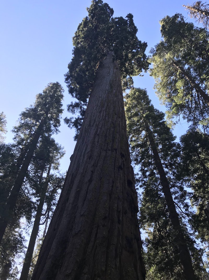 Calaveras Big Trees State Park