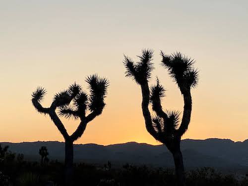 Joshua_Trees_Sunset.jpg