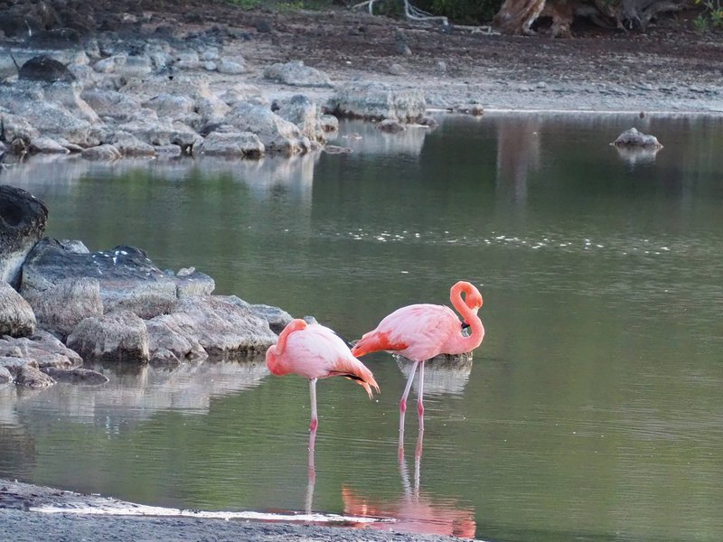 Flamingoes of the Galapagos